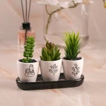 گلدان سه تایی کاکتوس